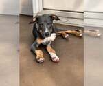 Small #1 Mutt