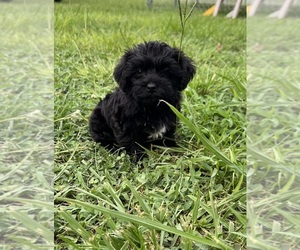 Poodle (Toy)-Yorkshire Terrier Mix Puppy for sale in PULASKI, MS, USA