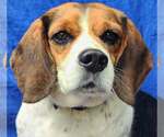 Small #1 Beagle