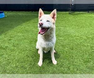 Siberian Husky Dogs for adoption in Orange, CA, USA