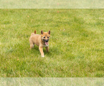 Small #4 Shiba Inu