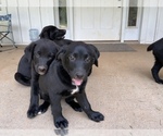 Small Photo #10 Shepradors Puppy For Sale in GLADYS, VA, USA