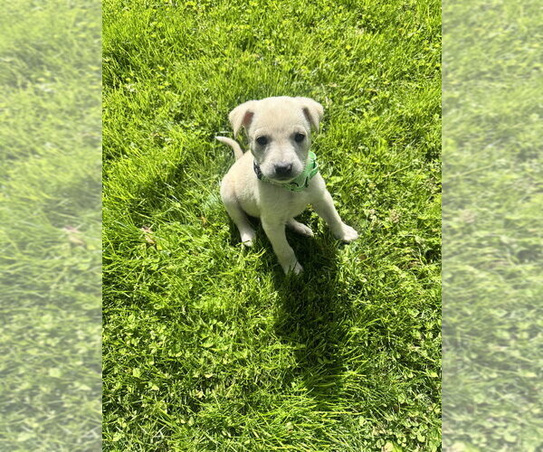 Medium Photo #1 Labrador Retriever-Unknown Mix Puppy For Sale in Brewster, NY, USA
