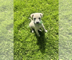 Labrador Retriever-Unknown Mix Dogs for adoption in Brewster, NY, USA