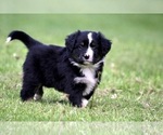 Small Photo #2 Australian Shepherd Puppy For Sale in NEWTON FALLS, OH, USA