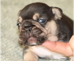 Small #6 French Bulldog
