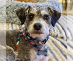 Small Poodle (Miniature) Mix
