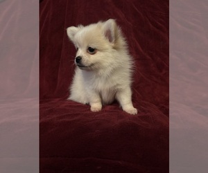 Pomeranian Puppy for sale in HAMPSTEAD, NC, USA