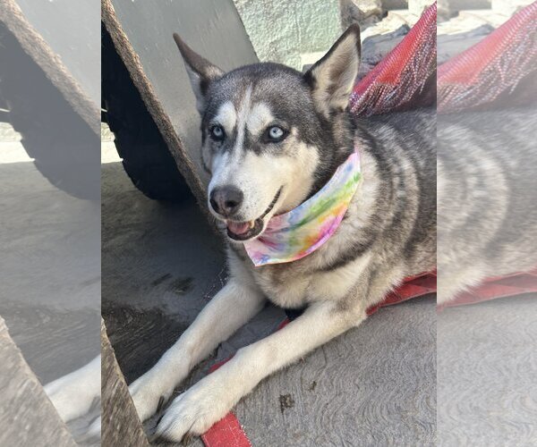 Medium Photo #10 Huskies -Unknown Mix Puppy For Sale in Dana Point, CA, USA