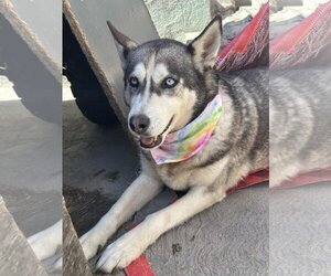 Dixie - Female Huskies -Unknown Mix Dog for Adoption - Photo #10