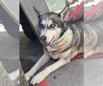 Small #9 Huskies  Mix