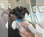 Small Chihuahua