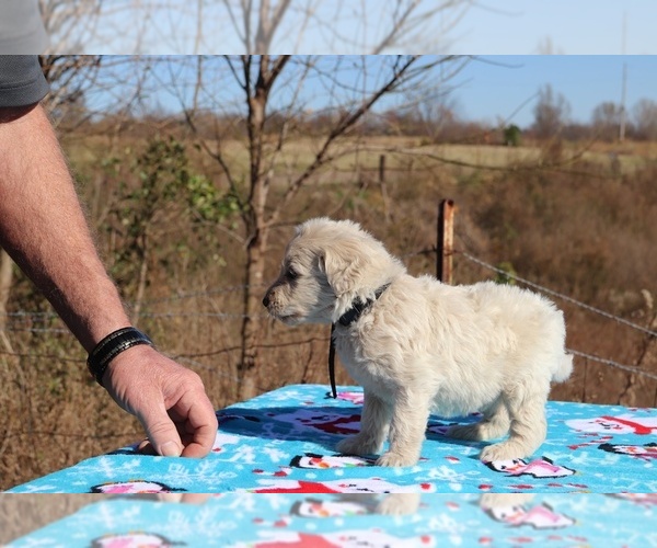 Medium Photo #8 Goldendoodle Puppy For Sale in UNION CITY, TN, USA