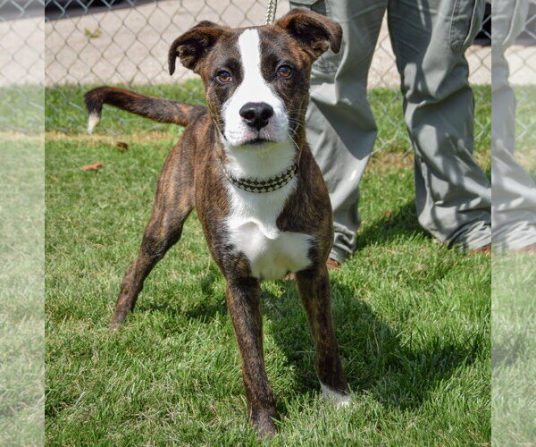 Medium Photo #2 Boxador Puppy For Sale in Huntley, IL, USA