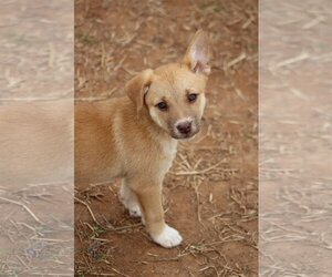 Australian Shepherd-Unknown Mix Dogs for adoption in McDonough, GA, USA