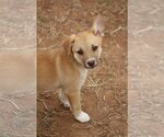 Small Photo #1 Australian Shepherd-Unknown Mix Puppy For Sale in McDonough, GA, USA