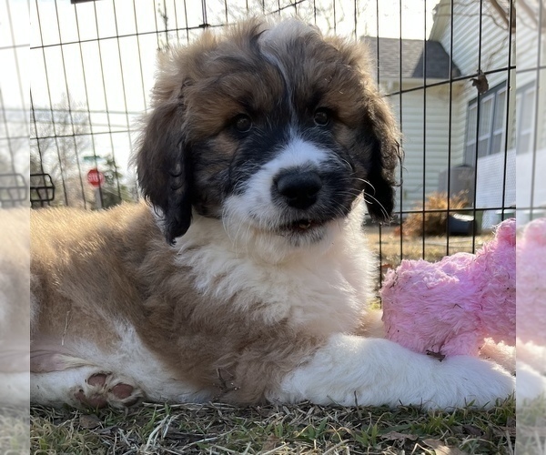 Medium Photo #1 Pyredoodle Puppy For Sale in SHERMAN, TX, USA