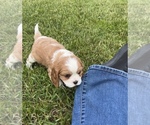 Small #1 Cavalier King Charles Spaniel