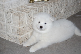 Samoyed Puppy for sale in BETHLEHEM, PA, USA