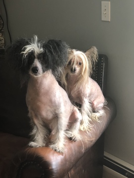 Medium Photo #2 Chinese Crested Puppy For Sale in MANHATTAN, NY, USA
