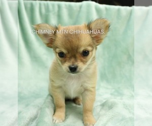 Chihuahua Puppy for sale in MUSKOGEE, OK, USA