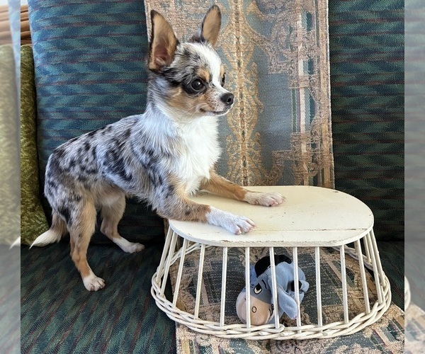 Medium Photo #1 Chihuahua Puppy For Sale in NEWVILLE, PA, USA