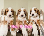 Puppy Puppy 9 Labradoodle-Poodle (Standard) Mix