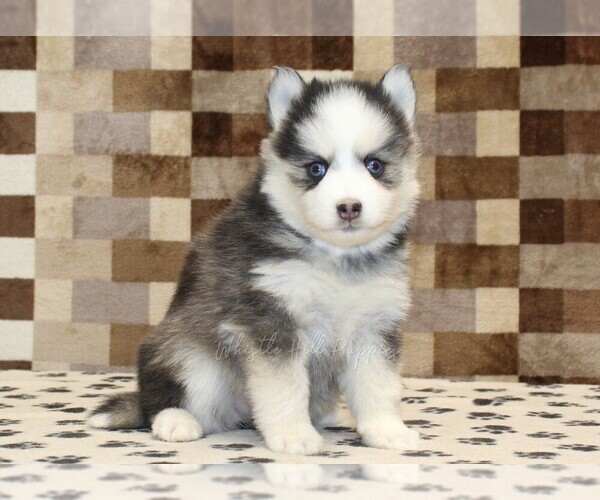Medium Photo #4 Pomsky Puppy For Sale in DENVER, PA, USA