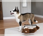 Small #1 Pomsky