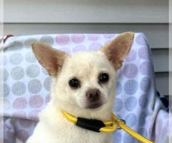 Medium Photo #1 Chihuahua Puppy For Sale in Wheaton, IL, USA