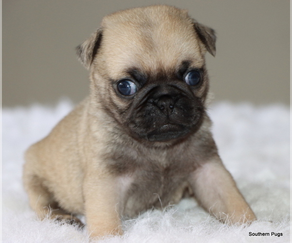Medium Photo #9 Pug Puppy For Sale in WINNSBORO, TX, USA