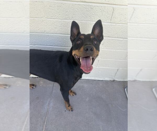 Medium Photo #2 Miniature Pinscher-Unknown Mix Puppy For Sale in Tempe , AZ, USA