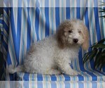 Small Photo #7 Miniature Labradoodle Puppy For Sale in FREDERICKSBURG, OH, USA