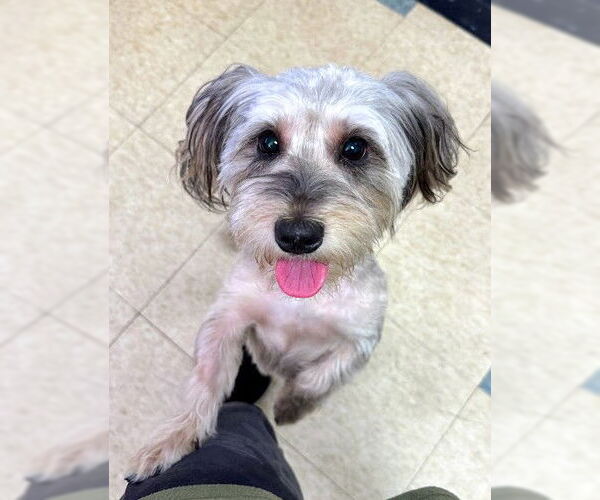 Medium Photo #1 Havanese Puppy For Sale in Westmont, IL, USA