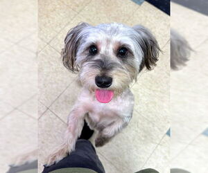 Havanese Dogs for adoption in Westmont, IL, USA
