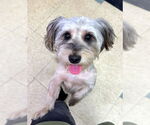 Small Havanese
