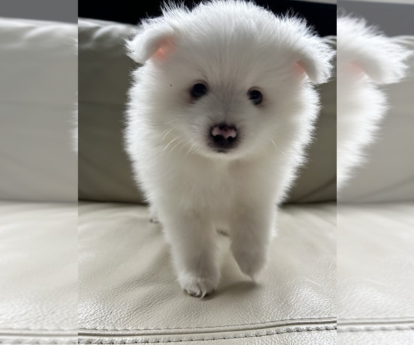 Medium Photo #19 Pomeranian Puppy For Sale in DES MOINES, WA, USA