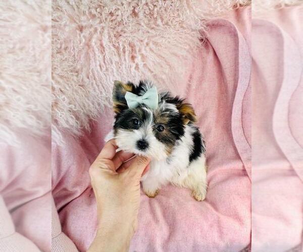 Medium Photo #22 Yorkshire Terrier Puppy For Sale in DACULA, GA, USA