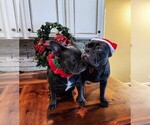 Small Photo #13 French Bulldog Puppy For Sale in MANSFIELD, TX, USA