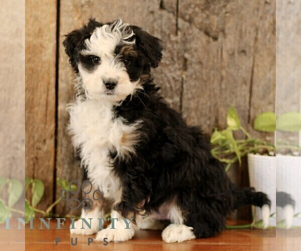 Medium Photo #4 Bernedoodle (Miniature) Puppy For Sale in NARVON, PA, USA
