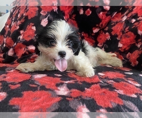 Medium Photo #4 Cava-Tzu Puppy For Sale in FAYETTEVILLE, NC, USA