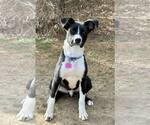 Small #8 Border Collie Mix