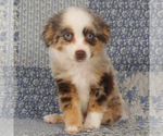 Small #12 Miniature Australian Shepherd