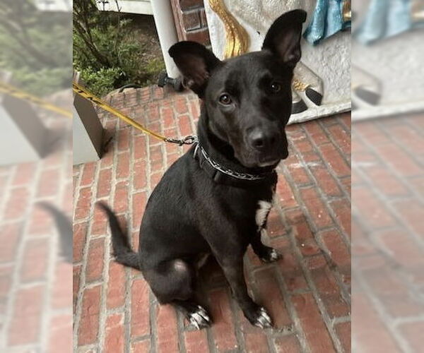 Medium Photo #13 Border Collie-Unknown Mix Puppy For Sale in Decatur, GA, USA