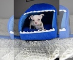 Small #10 Chihuahua