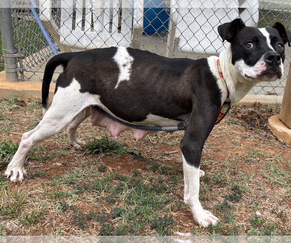 Medium Photo #8 Mutt Puppy For Sale in Rustburg, VA, USA