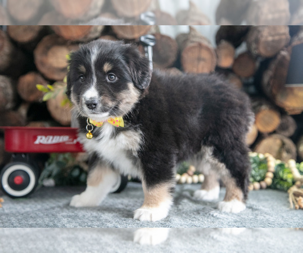Medium Photo #40 Miniature Australian Shepherd Puppy For Sale in MILLERSBURG, OH, USA