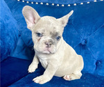 Small Photo #2 French Bulldog Puppy For Sale in BOULDER, CO, USA