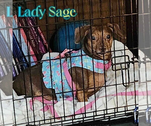 Medium Photo #10 Dachshund Puppy For Sale in San Antonio, TX, USA