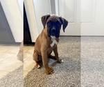 Small Photo #39 Boxer Puppy For Sale in COWETA, OK, USA